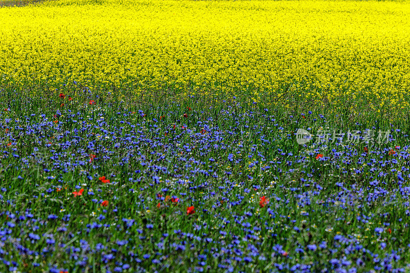 Piano Grande di Castelluccio(意大利)，绿色山丘上的村庄